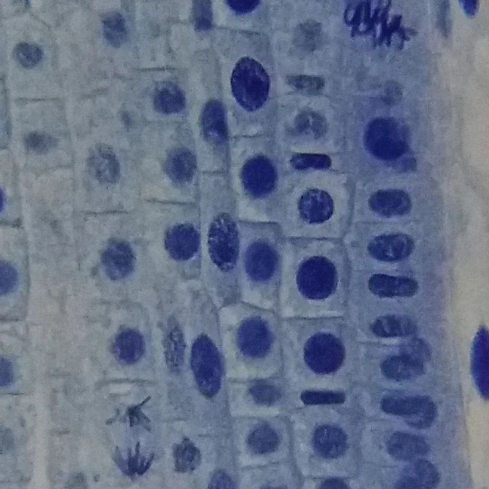 Bresser Erudit Basic Bino 40x-400x Microscope