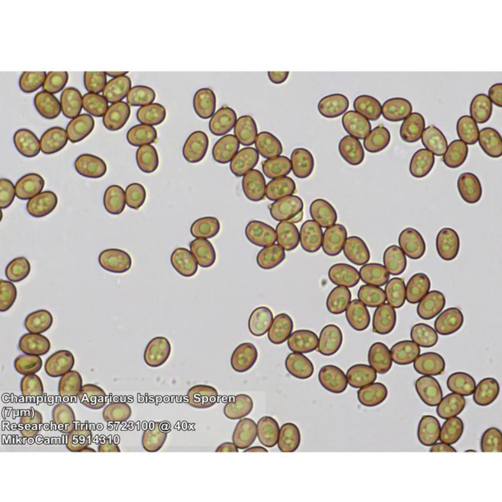 Bresser Trino Researcher II 40-1000x Microscope