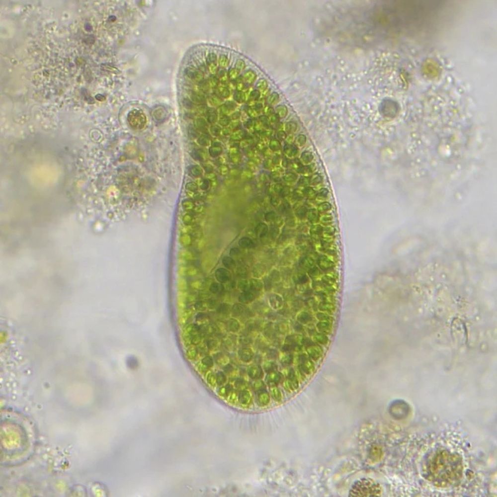 Bresser Trino Researcher II 40-1000x Microscope