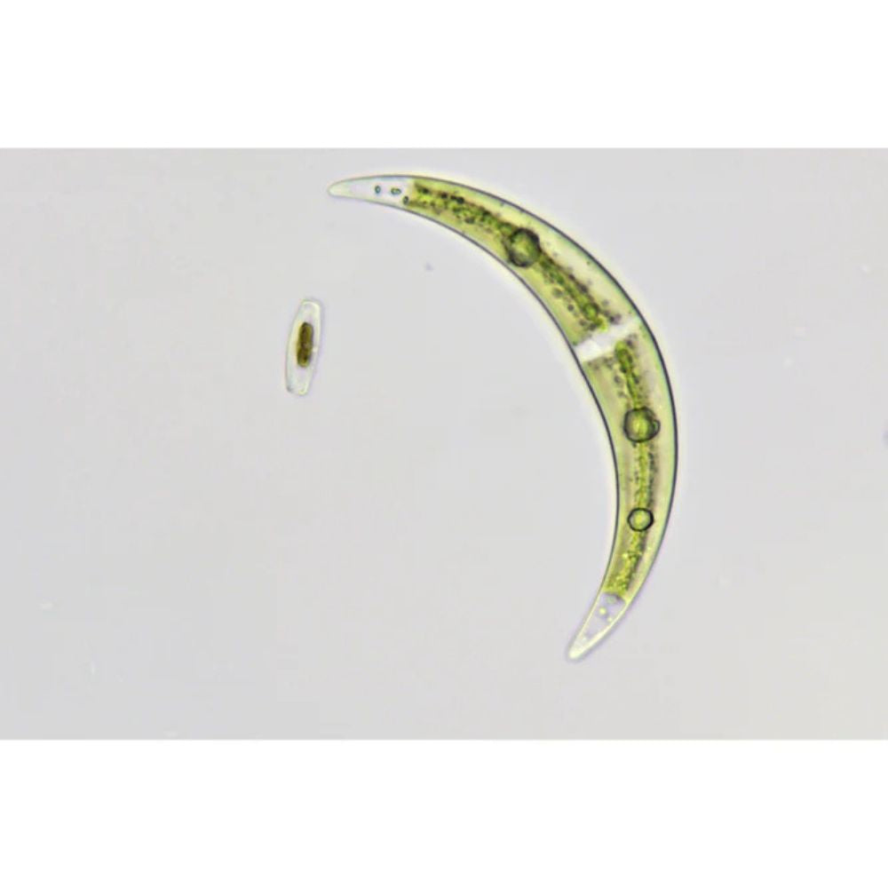 Bresser Science TRM 301 Microscope