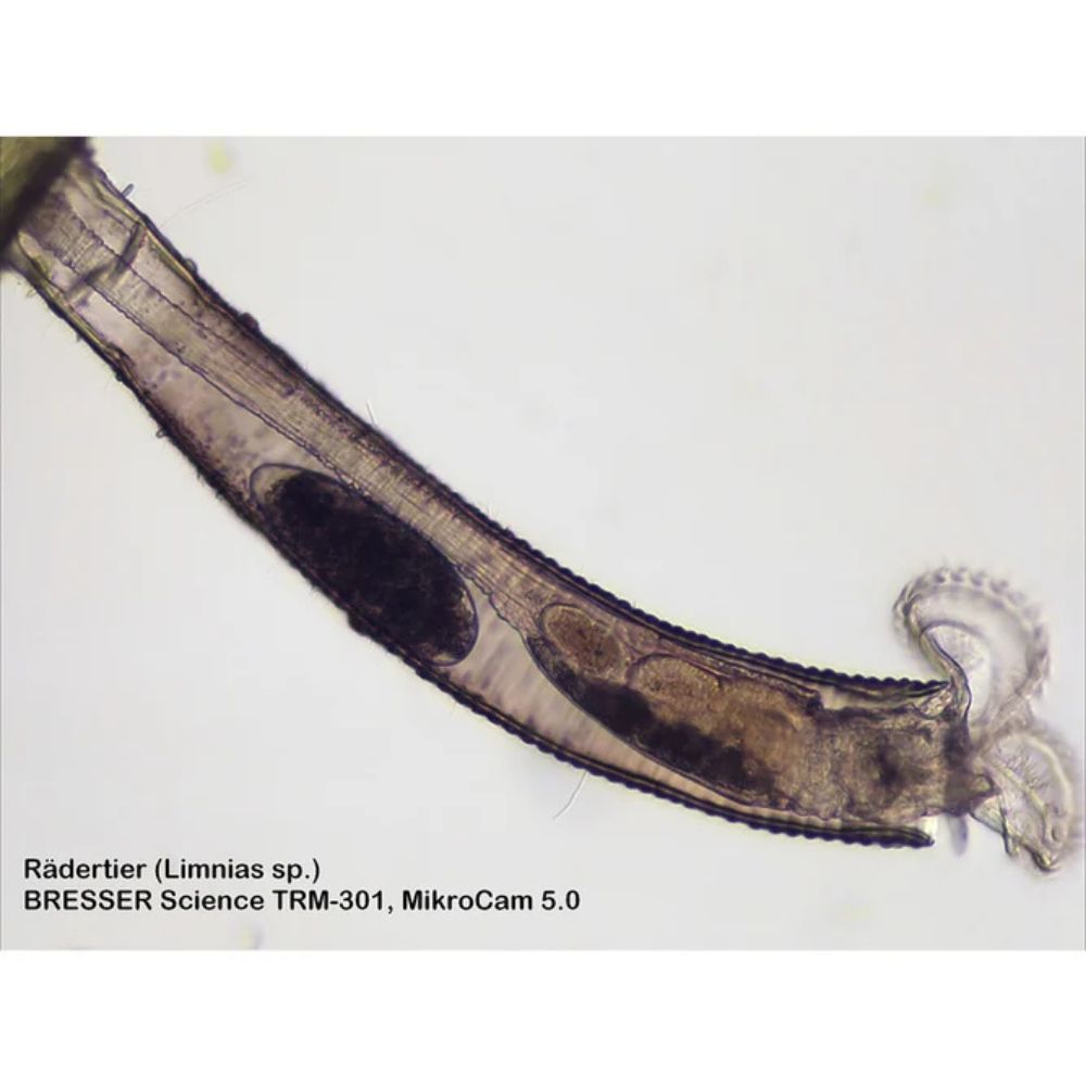 Bresser Science TRM 301 Microscope