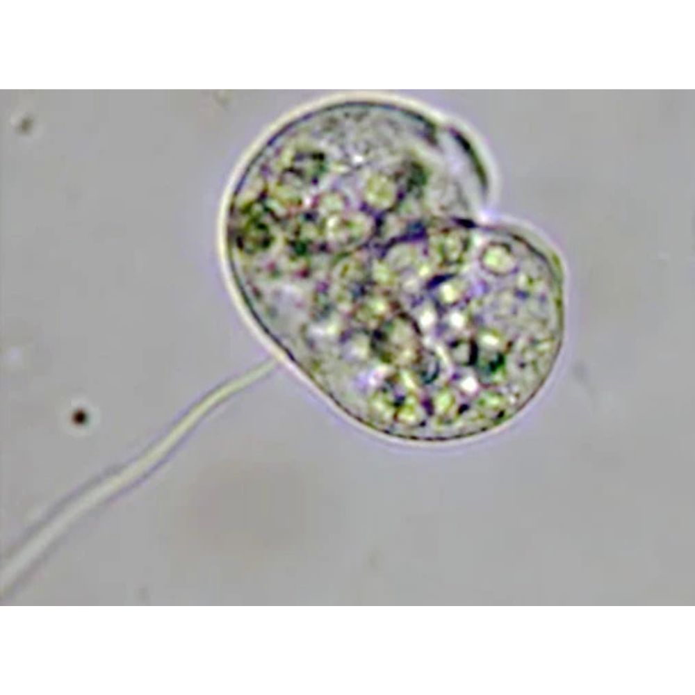 Bresser Science Infinity Microscope