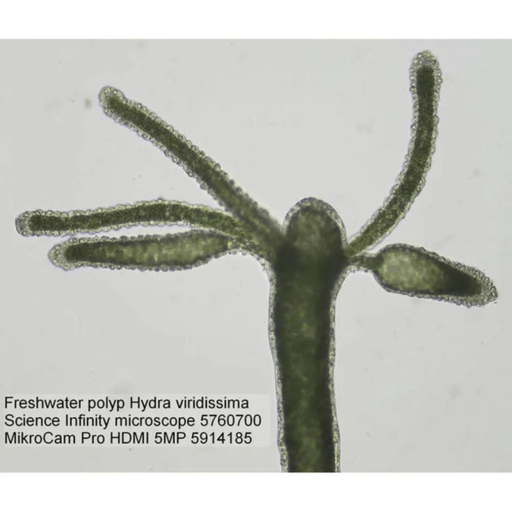 Bresser Science Infinity Microscope