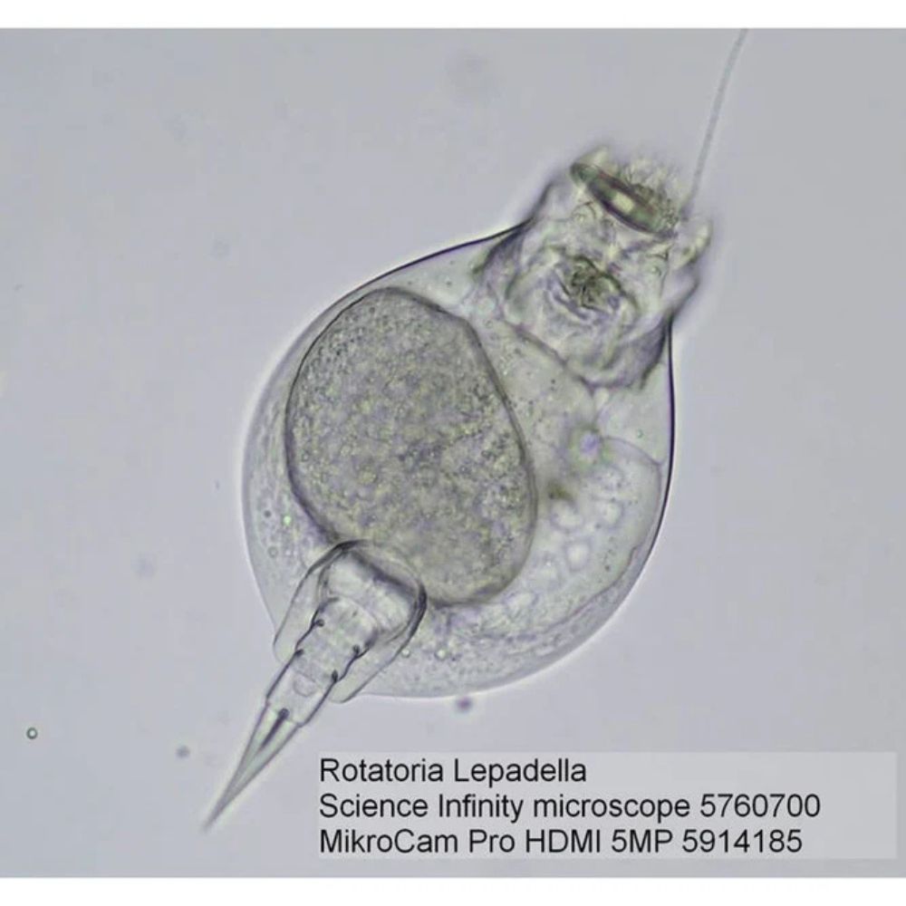 Bresser Science Infinity Microscope