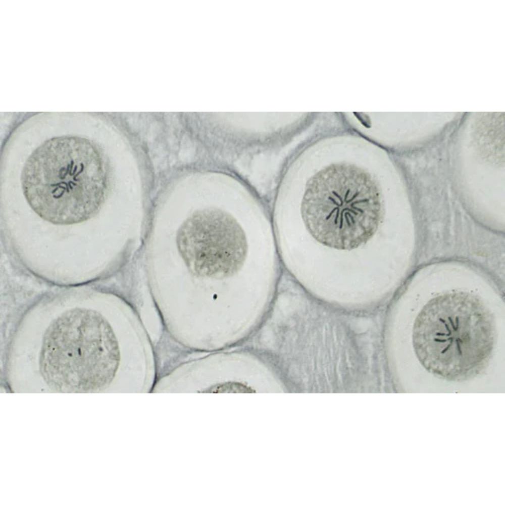 Bresser Set of 10 High Quality Prepared slides