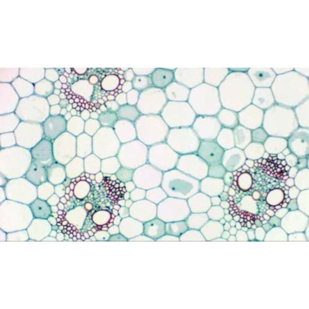 Bresser MicrOkular Full HD Eyepiece Camera for Microscopes and Telescopes