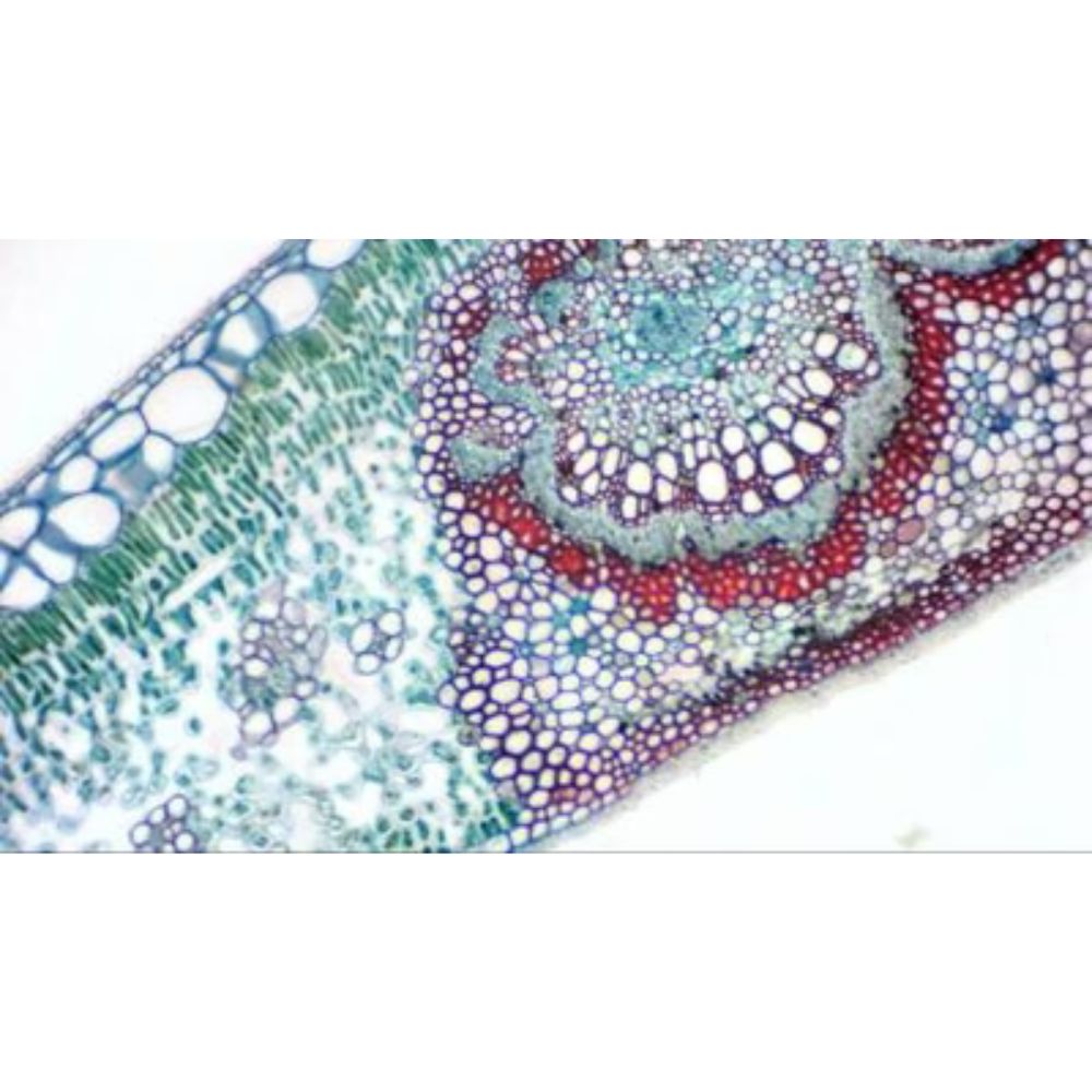 Bresser MicrOkular Full HD Eyepiece Camera for Microscopes and Telescopes
