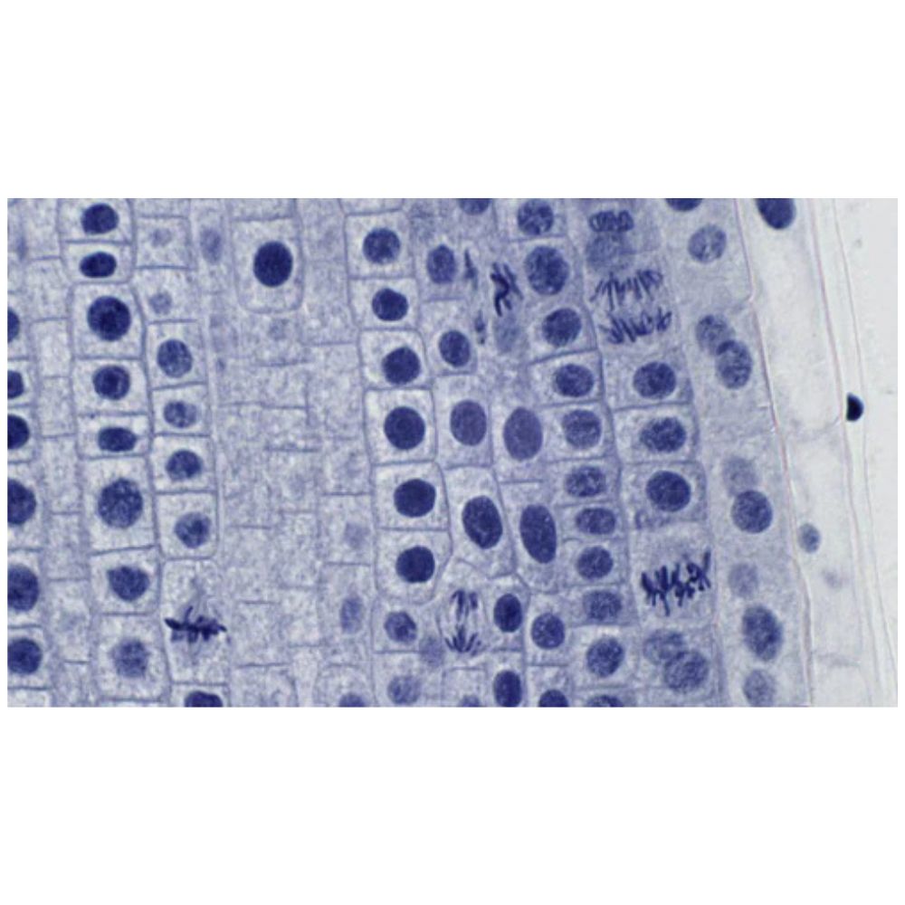 Bresser Set of 10 High Quality Prepared slides