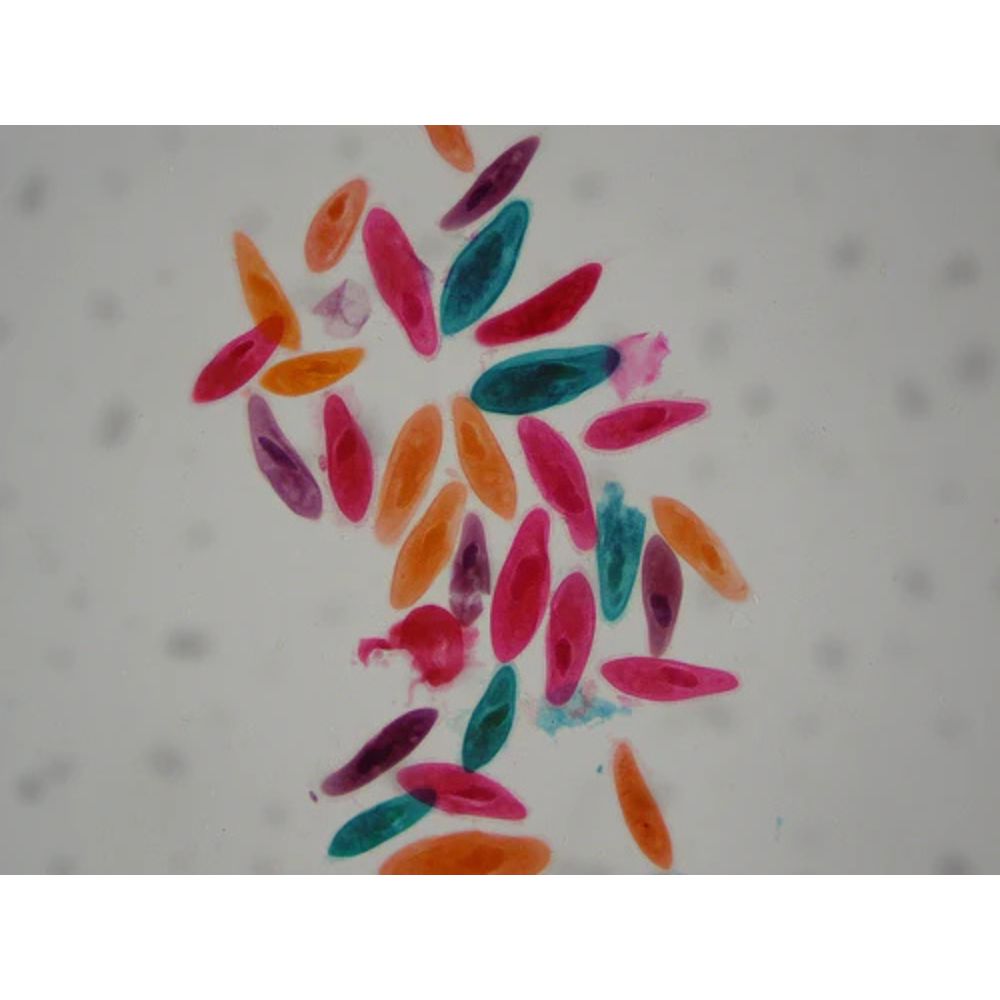 National Geographic 21x-840x Digital Microscope with 4.3-inch LCD Touchscreen and Integrated Camera