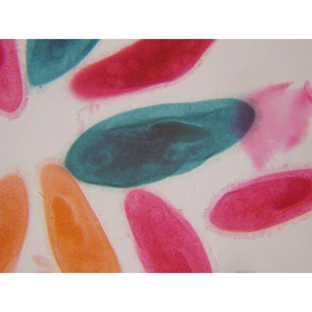 National Geographic 21x-840x Digital Microscope with 4.3-inch LCD Touchscreen and Integrated Camera