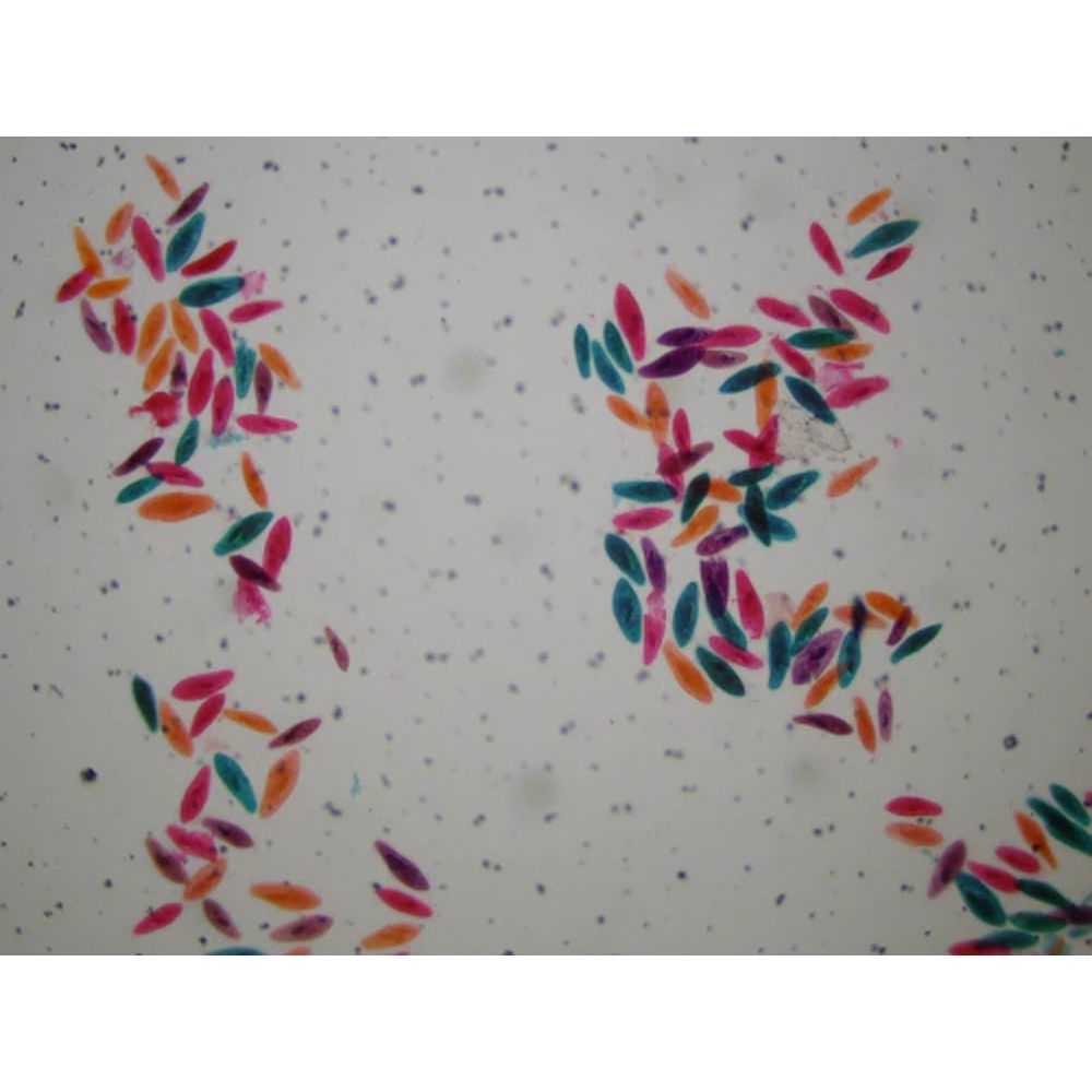 National Geographic 21x-840x Digital Microscope with 4.3-inch LCD Touchscreen and Integrated Camera