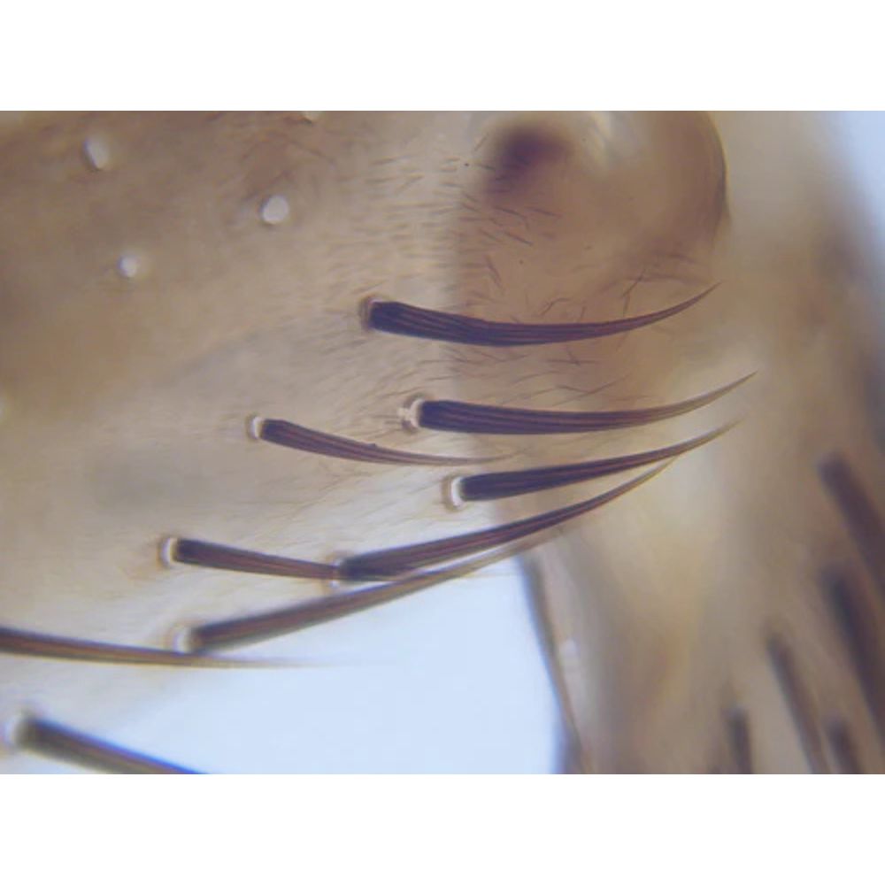 National Geographic 21x-840x Digital Microscope with 4.3-inch LCD Touchscreen and Integrated Camera