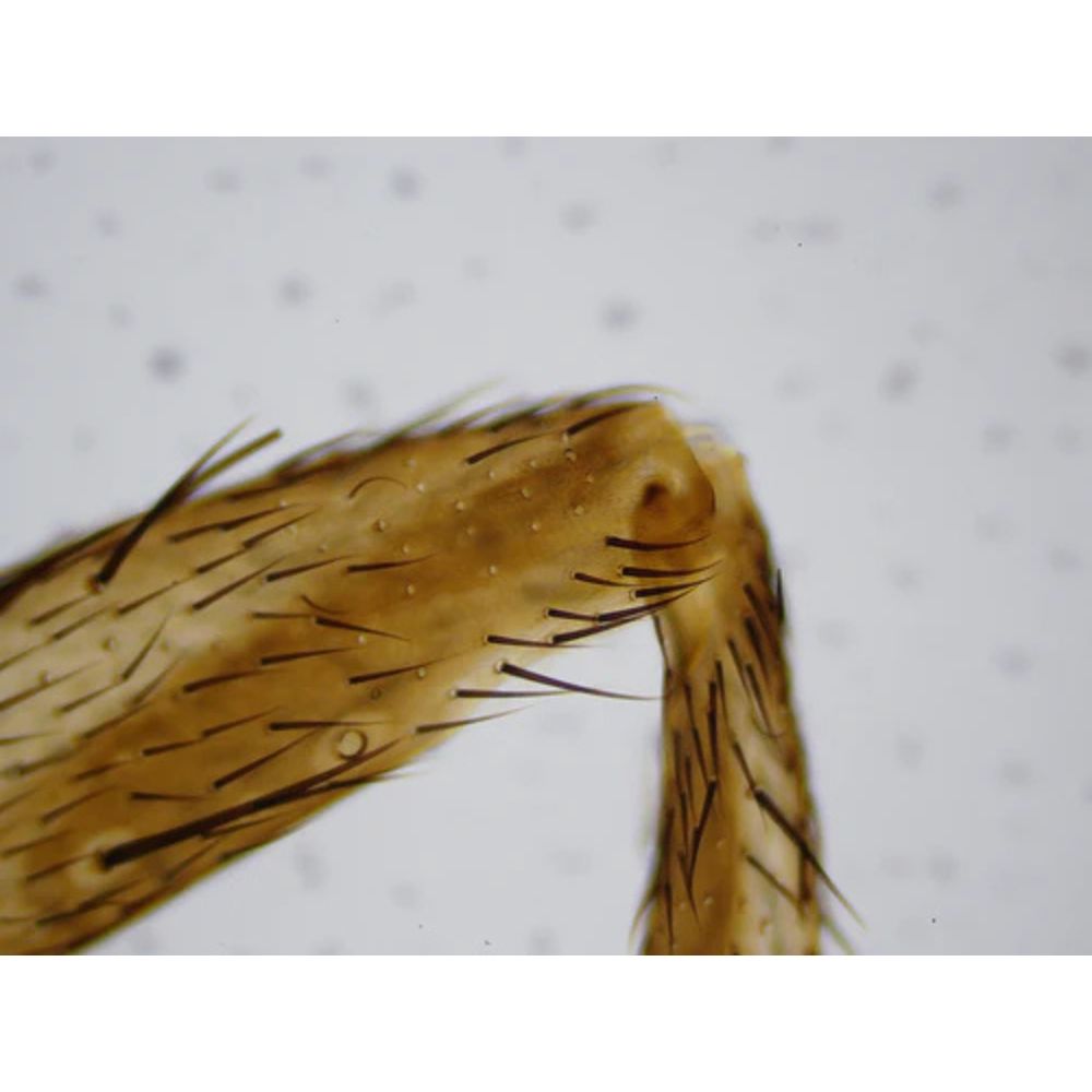 National Geographic 21x-840x Digital Microscope with 4.3-inch LCD Touchscreen and Integrated Camera