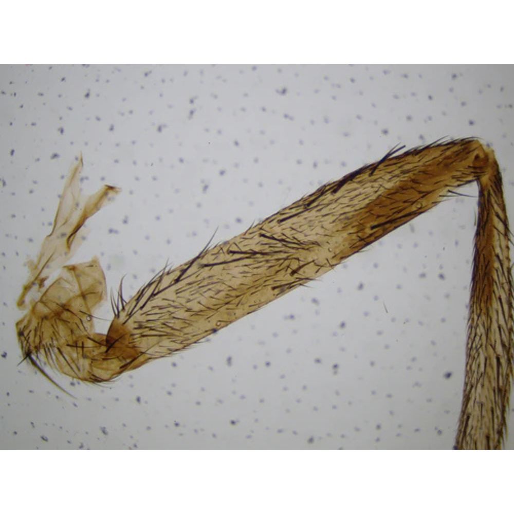 National Geographic 21x-840x Digital Microscope with 4.3-inch LCD Touchscreen and Integrated Camera